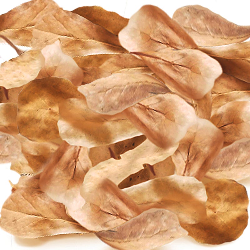 SunGrow 100 Pack Leaf Litter for Spider, Cricket & Isopod, Mini Catappa Dried Indian Almond Leaves, for Vivarium, Terrarium & Aquarium, Mimics Familiar Habitat & Perfect Hiding Spot, Terrarium Décor - Image 2